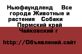 Ньюфаундленд  - Все города Животные и растения » Собаки   . Пермский край,Чайковский г.